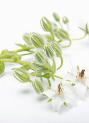 White Balloon Flower – 50 Seeds