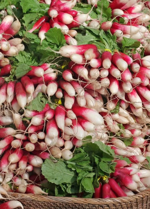French Breakfast Radish – 250 Seeds