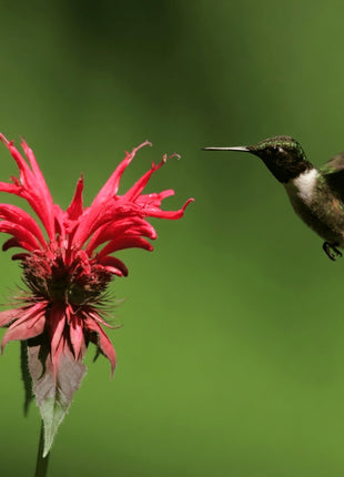 Scarlet Bee Balm – 20 Seeds