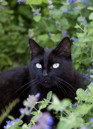 Catnip – 250 Seeds