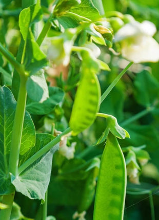 Sugar Daddy Peas – 20 Seeds