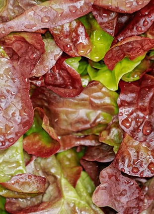 Cimmaron Romaine Lettuce – 200 Seeds