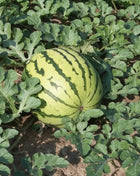 Dixie Queen Watermelon – 25 Seeds