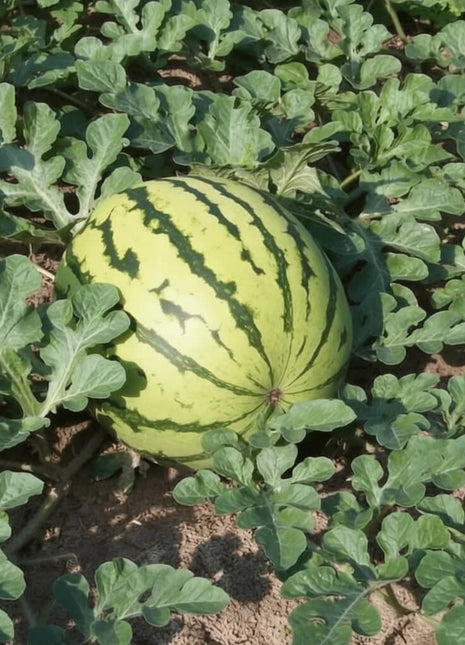 Dixie Queen Watermelon – 25 Seeds