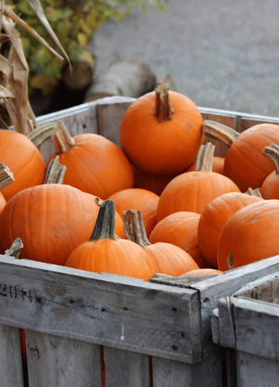 Small Sugar Pumpkin – 15 Seeds