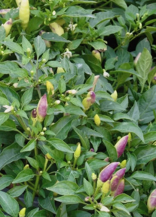 Birds Eye Chili Pepper – 30 Seeds
