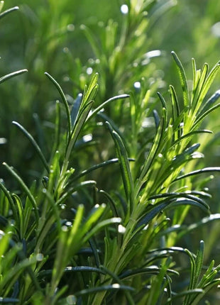 Rosemary – 50 Seeds