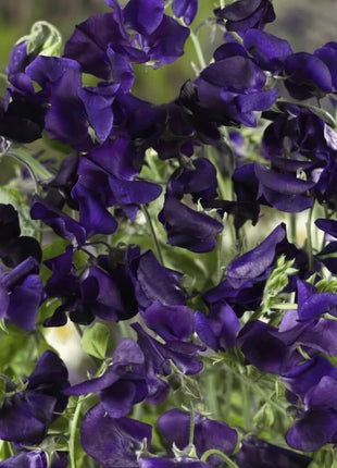 Royal Navy Blue Sweet Pea – 25 Seeds