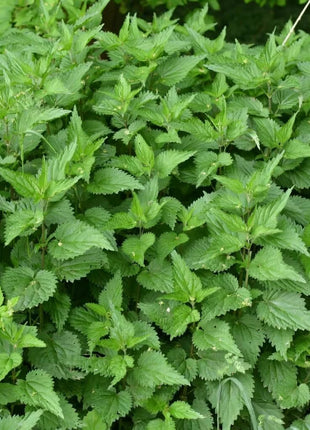 Stinging Nettle – 100 Seeds