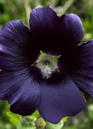Jet Black Hollyhock - 25 Seeds
