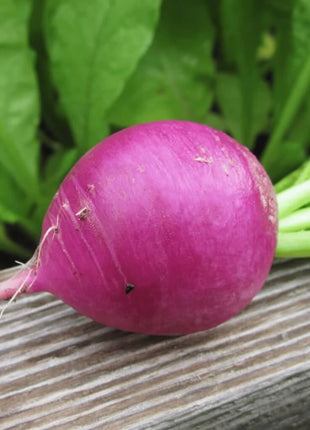 Purple Plum Radish – 250 Seeds