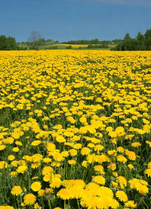 True Dandelion – 50 Seeds
