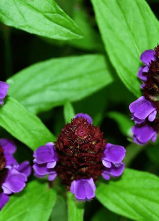 Self Heal (Heal All, All Heal) – 50 Seeds