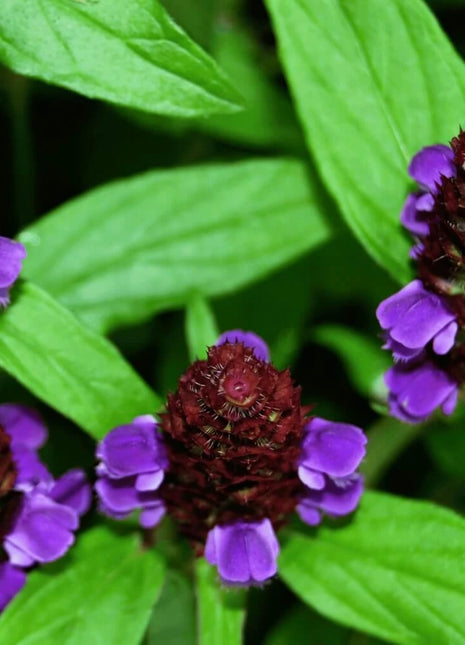 Self Heal (Heal All, All Heal) – 50 Seeds