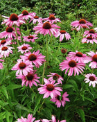 Purple Coneflower (Echinacea) – 100 Seeds