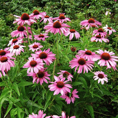 Collection image for: Coneflower