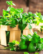 Mint – 100 Seeds