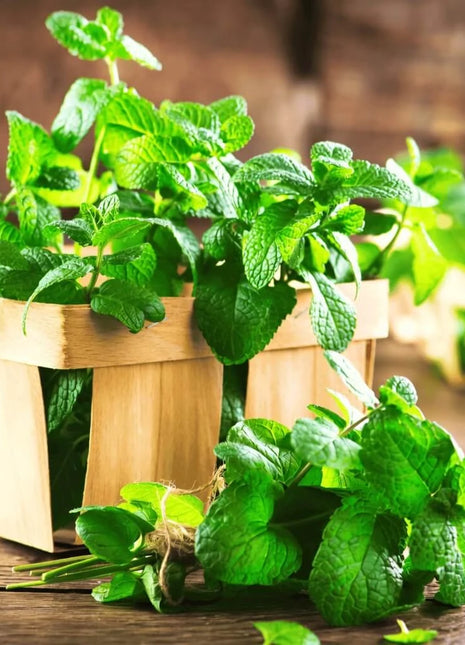 Mint – 100 Seeds