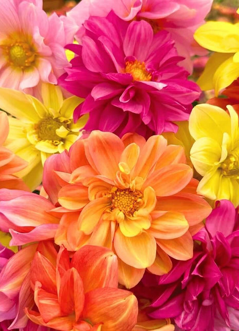 Early Bird Dahlia – 25 Seeds