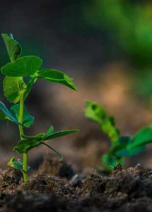 Sugar Snap Peas – 20 Seeds