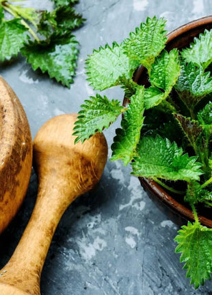 Stinging Nettle – 100 Seeds