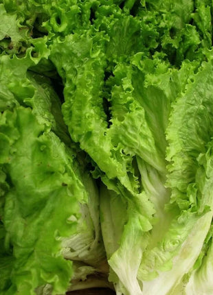 Green Ice Lettuce – 500 Seeds