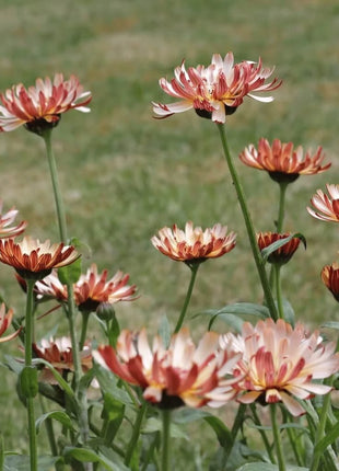 Sunset Buff Calendula – 50 Seeds