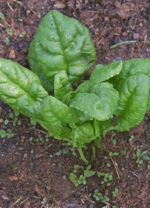Bloomsdale Spinach – 150 Seeds