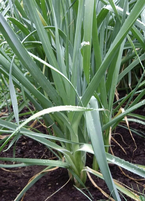 Giant Musselburgh Leek – 200 Seeds