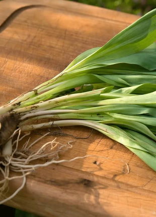 Wild Leek (Ramps) – 10 Seeds