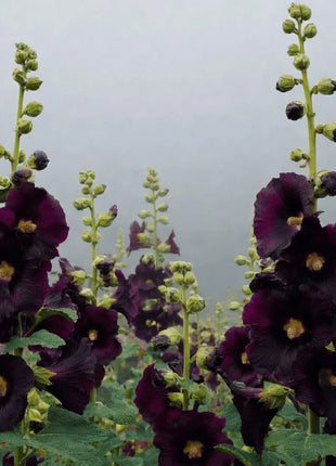 Jet Black Hollyhock - 25 Seeds