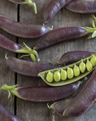 Royal Snap II Peas – 20 Seeds