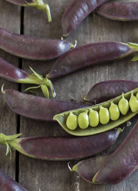 Royal Snap II Peas – 20 Seeds
