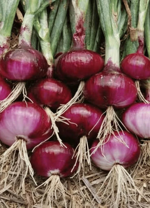 Cipollini Red Onion – 100 Seeds