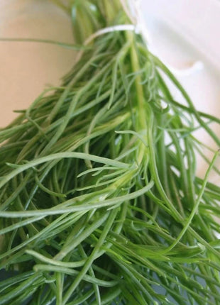 Saltwort – 50 Seeds