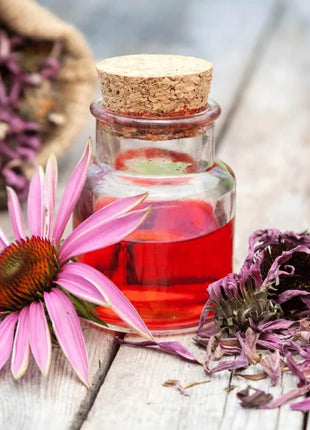 Purple Coneflower (Echinacea) – 100 Seeds