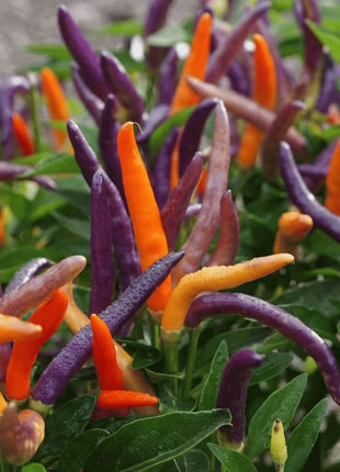 Firework Ornamental Pepper – 25 Seeds