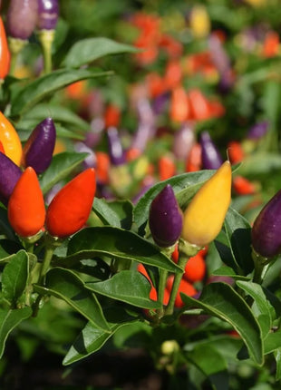 Ornamental Pepper Mix – 30 Seeds