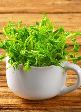 Dwarf Grey Sugar Peas – 100 Seeds