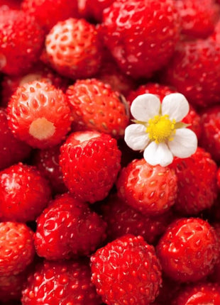 Berry Seed Collection (Elderberry • Blueberry • Strawberry)