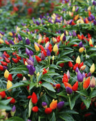 Ornamental Pepper Mix – 30 Seeds