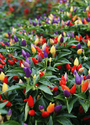 Ornamental Pepper Mix – 30 Seeds