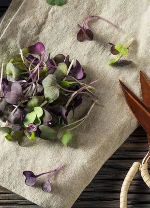 Confetti Radish Microgreen – 10 grams
