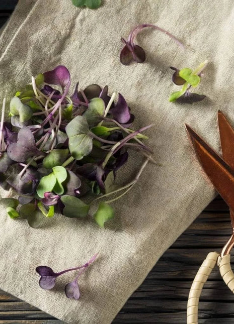 Confetti Radish Microgreen – 10 grams