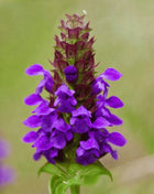 Self Heal (Heal All, All Heal) – 50 Seeds