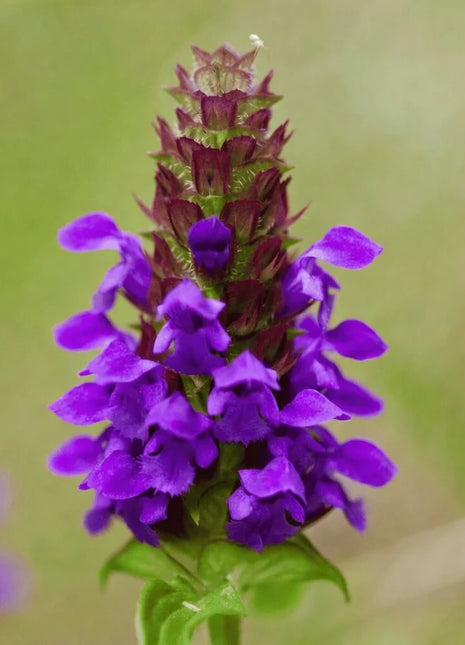 Self Heal (Heal All, All Heal) – 50 Seeds