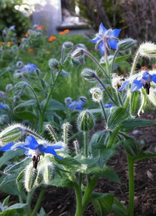 Blue Borage – 100 Seeds