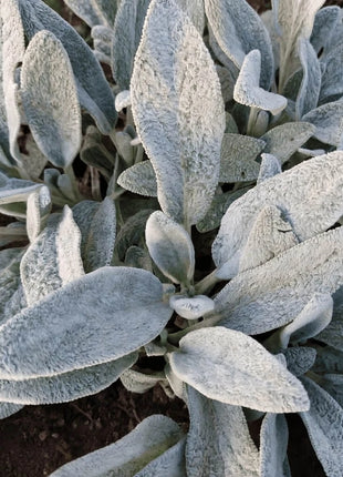 Lamb’s Ear – 50 Seeds