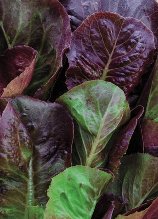 Cimmaron Romaine Lettuce – 200 Seeds