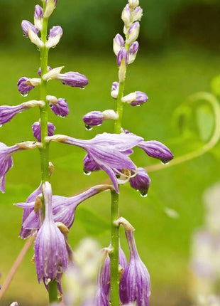 Blue Hosta – 25 Seeds